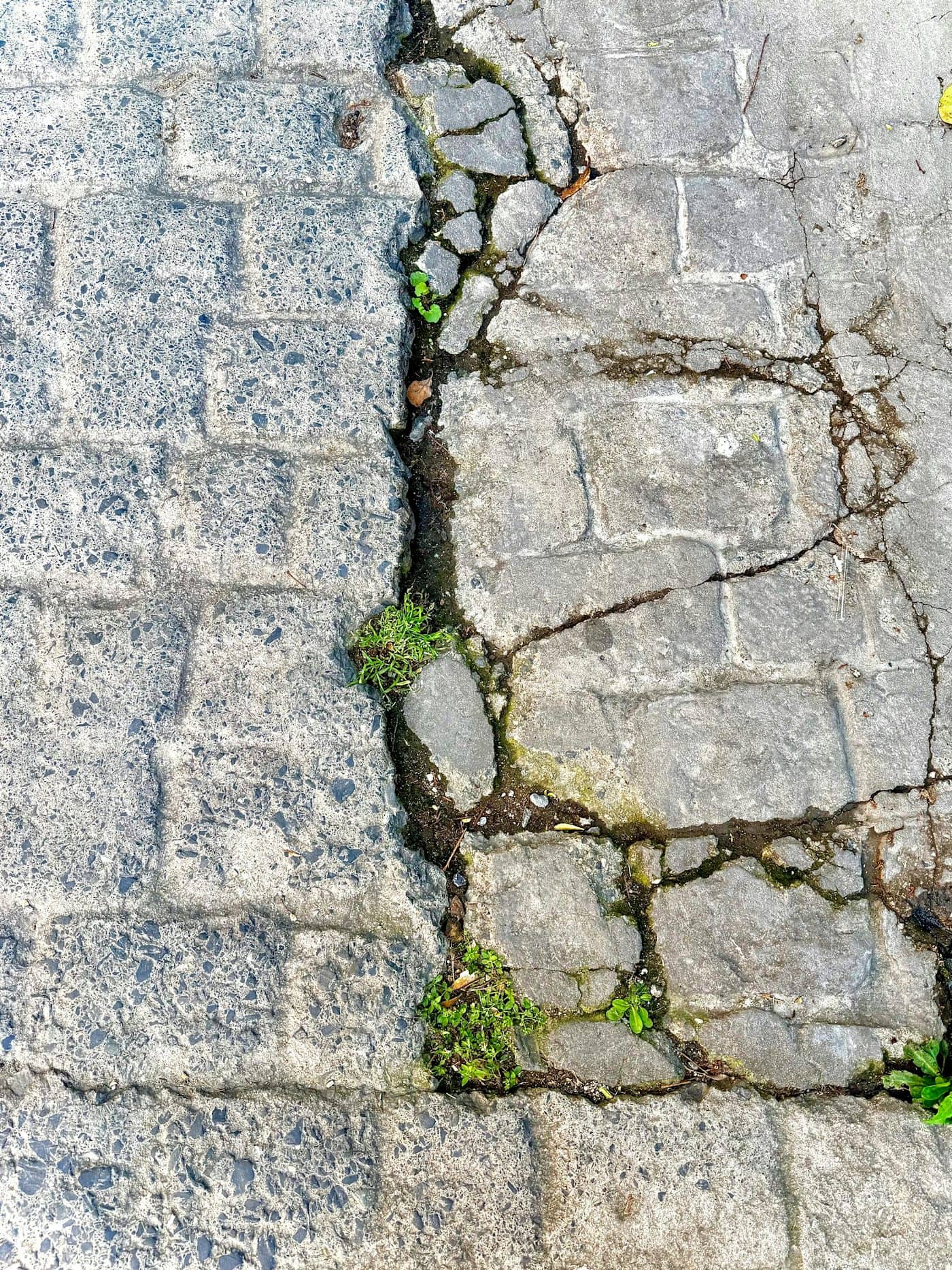 Cracked walkway with weeds growing through open joints