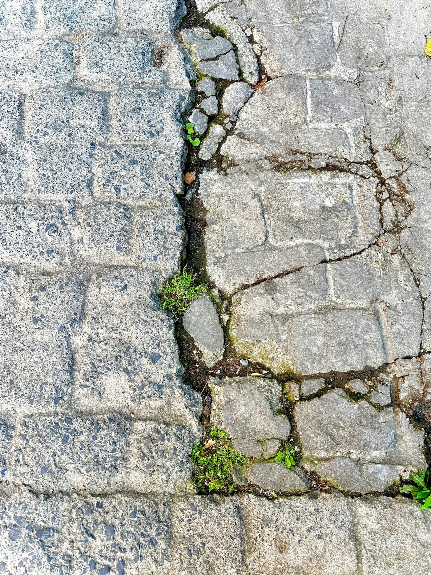 Cracked walkway with weeds growing up through open joints and displaced sections